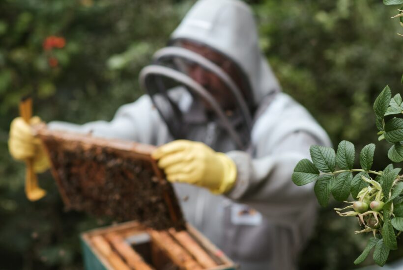 Curso para apicultores o interesados en el sector agroalimentario