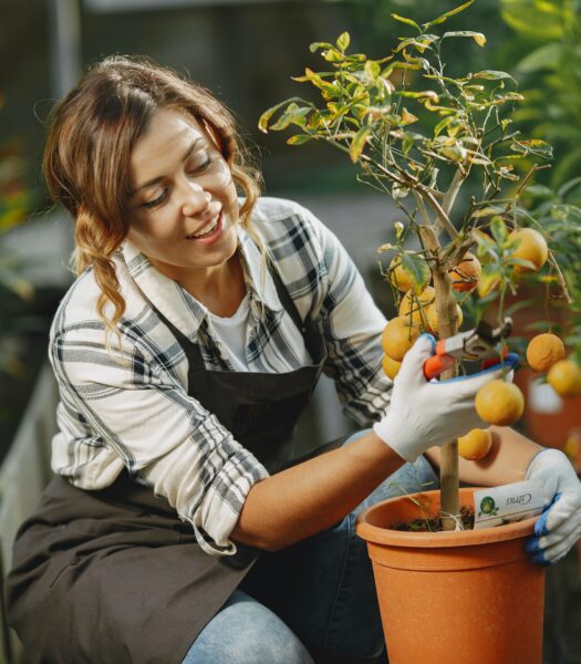 Curso gratuito de poda y manejo de árboles frutales - MIT Estrategia